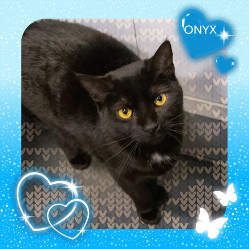 ONYX #1 (FCID# 08/06/2025 - 71 GLEN MILLS PS) C - Domestic Short Hair available for adoption