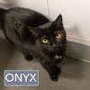 Onyx #1 (FCID# 08/06/2025 - 71 Glen Mills PS) C - Photo 3