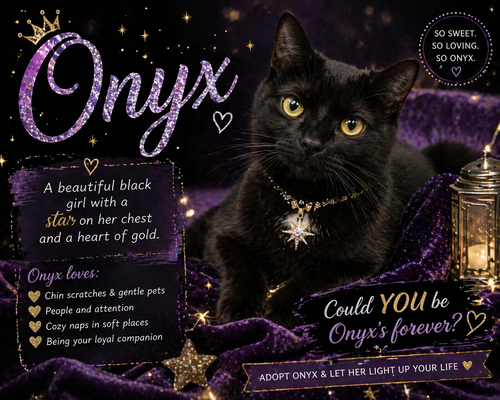ONYX #1 (FCID# 08/06/2025 - 71 TRAINER) C - Domestic Short Hair available for adoption