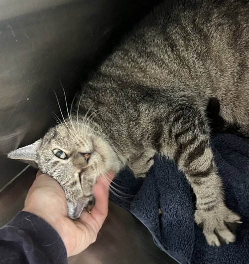 LUCY (FCID# 07/23/2025 - 80 CHRISTIANA PS) C - Tabby available for adoption