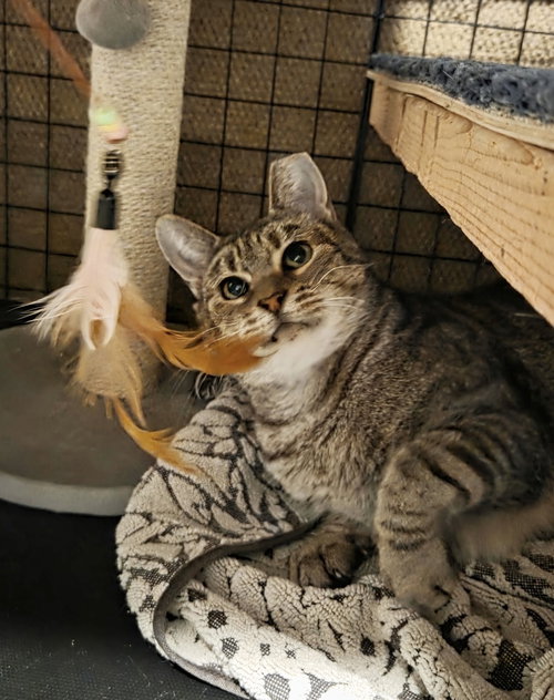 LUCY (FCID# 07/23/2025 - 80 CHRISTIANA PS) C - Tabby available for adoption