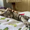 Lucy (FCID# 07/23/2025 - 80) C - Photo 3