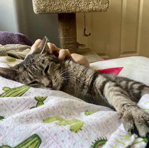 Lucy (FCID# 07/23/2025 - 80) C, an adoptable Tabby in Greenville, DE