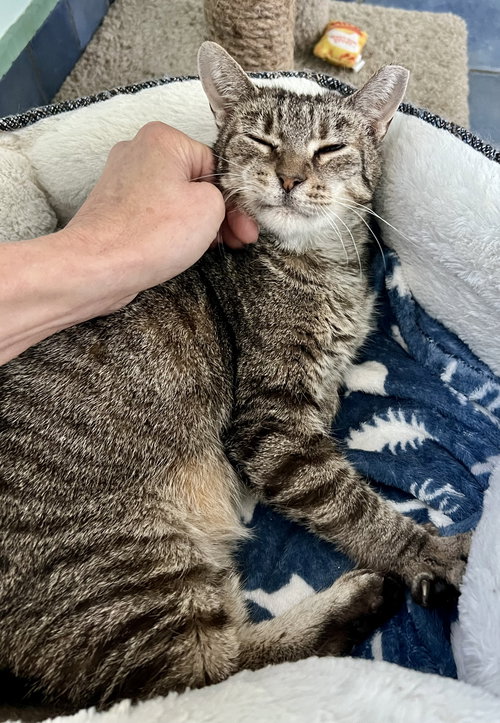 Lucy (FCID# 07/23/2025 - 80) C, Adult Tabby (short coat), cat for adoption in Lancaster, Pennsylvania