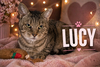 Lucy (FCID# 07/23/2025 - 80) C - Photo 1