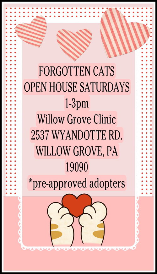 WILLOW GROVE PA CLINIC/SHELTER OPEN HOUSE 2/7/26 - Domestic Short Hair available for adoption