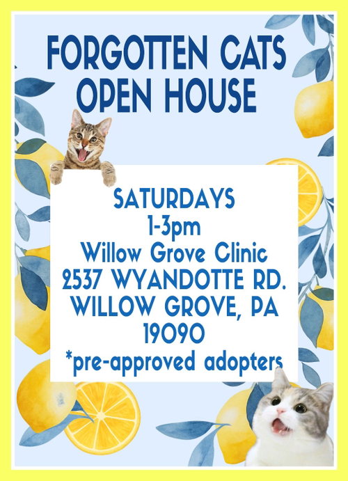 WILLOW GROVE PA CLINIC/SHELTER OPEN HOUSE JUNE 20 - Domestic Short Hair available for adoption