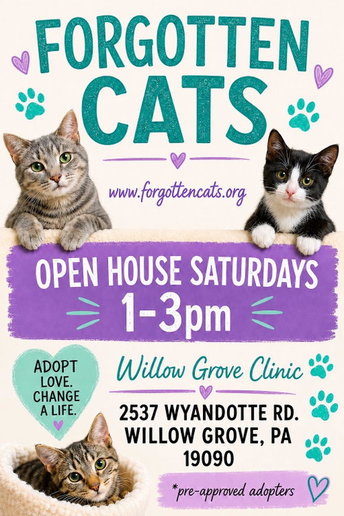 Willow Grove PA Clinic/Shelter Open House Sept. 26, a cat for adoption from Forgotten Cats, Inc.