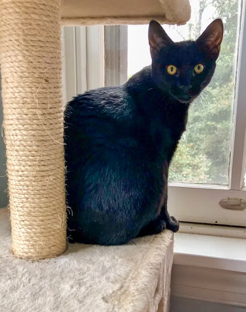 Felicia Fcid  - - Domestic Short Hair