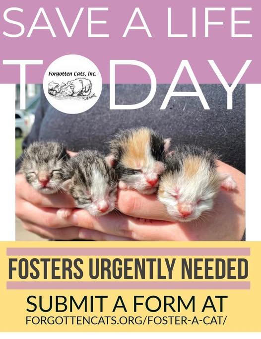 Kitten Fosters Needed! Image