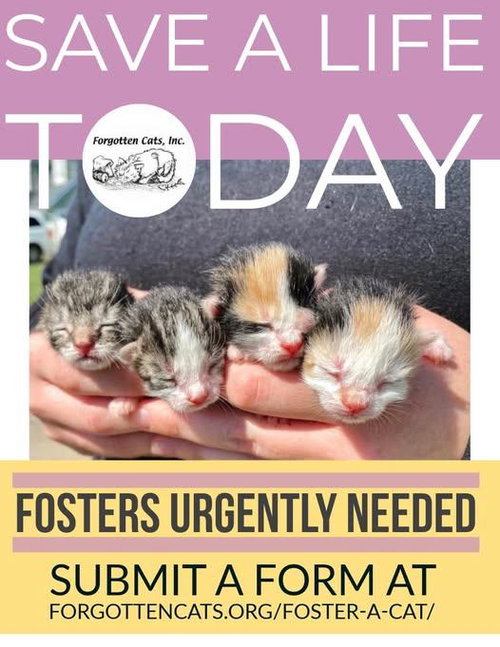 KITTEN FOSTERS NEEDED! - Domestic Short Hair available for adoption