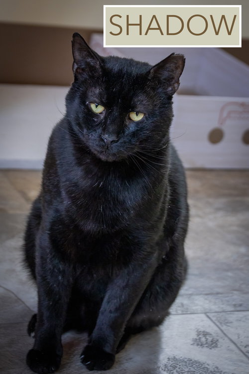 SHADOW (FCID# 08/28/2025 - 507 TRAINER) C - Domestic Short Hair available for adoption