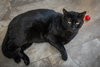 Shadow (FCID# 08/28/2025 - 507 Trainer) C - Photo 3