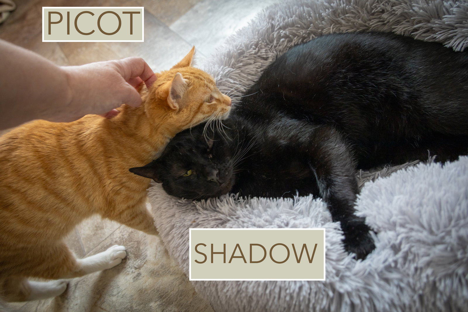 Shadow (FCID# 08/28/2025 - 507 Trainer) C Image