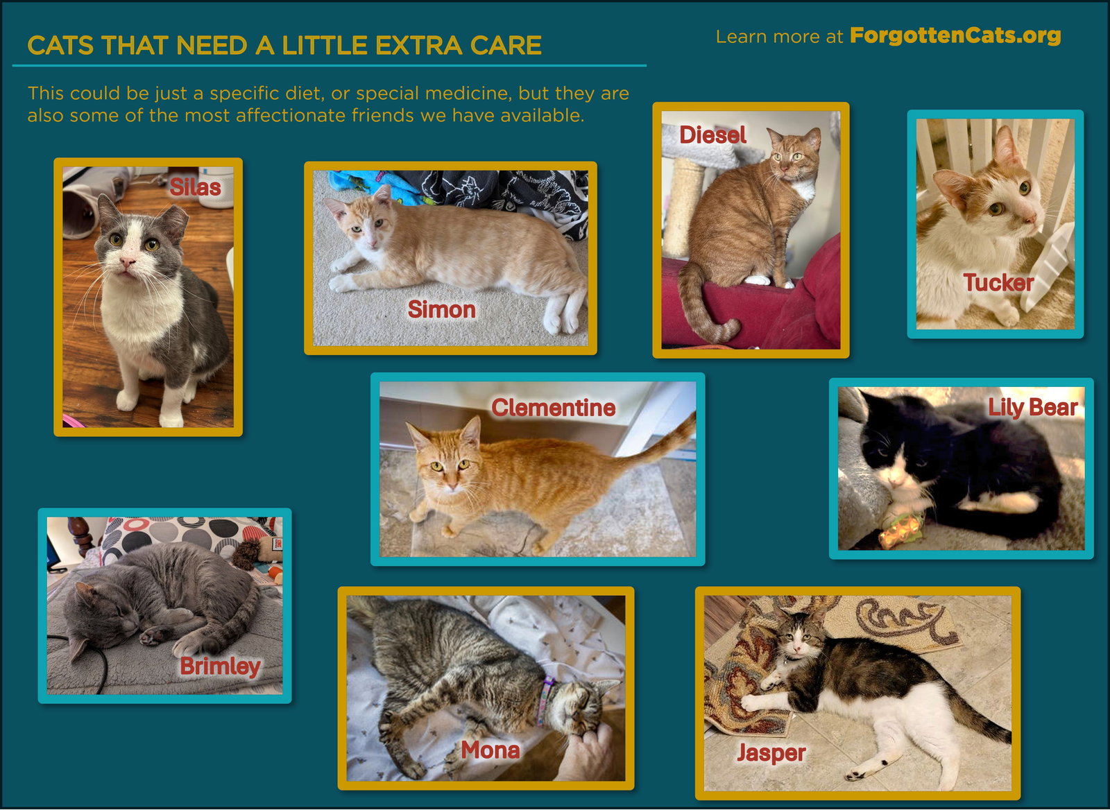 Cats with Special Needs (Male and Female) Image