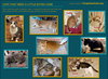 Cats with Special Needs (Male and Female) - Photo 1