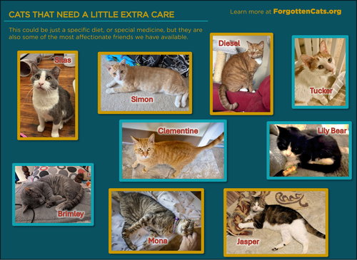 CATS WITH SPECIAL NEEDS (MALE AND FEMALE) - Domestic Short Hair available for adoption