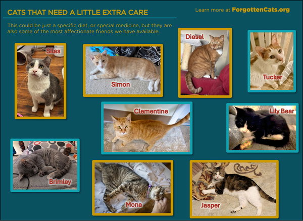 Cats with Special Needs (Male and Female)