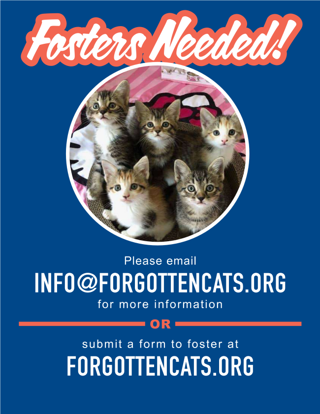 Fosters Requested (Willow Grove, PA) Image