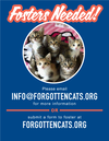 Fosters Requested (Willow Grove, PA) - Photo 1