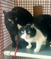 Fosters Requested (Willow Grove, PA) - Photo 2