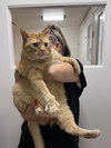 Fosters Requested (Willow Grove, PA) - Photo 3