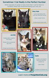 Fosters Requested (Willow Grove, PA) - Photo 4
