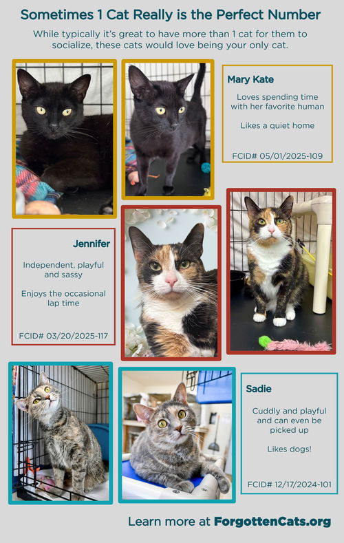 Fosters Requested (Willow Grove, PA)
