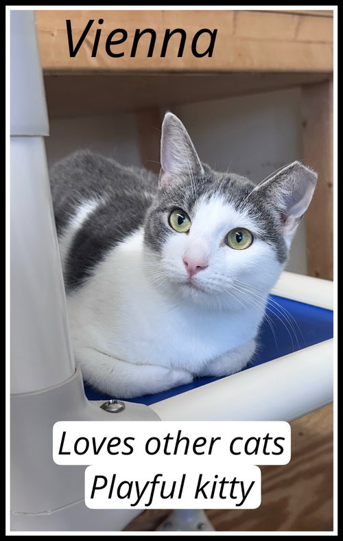 VIENNA, WILLOW GROVE PS FCID# 08/26/2025-102 - Domestic Short Hair available for adoption