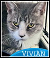 Vivian, Willow Grove PetSmart PA (08/26/25-115) - Photo 2