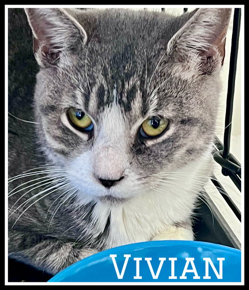 VIVIAN, WILLOW GROVE PETSMART PA (08/26/25-115) - Tuxedo / Domestic Short Hair available for adoption