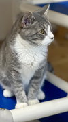 Vivian, Willow Grove PetSmart PA (08/26/25-115) - Photo 3