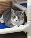 Vivian, Willow Grove PetSmart PA (08/26/25-115) - Photo 4
