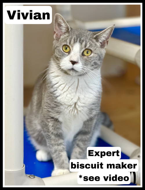 VIVIAN, WILLOW GROVE PETSMART PA (08/26/25-115) - Tuxedo / Domestic Short Hair available for adoption