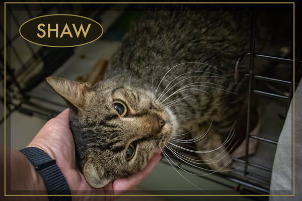 Shaw: Foster Requested (FCID# 9/10/25-3 Trainer) C