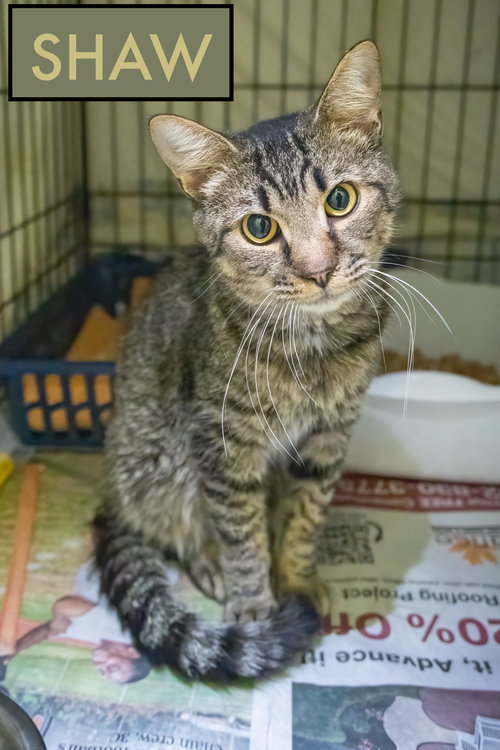 SHAW (FCID# 09/10/2025 - 3) - Tabby available for adoption