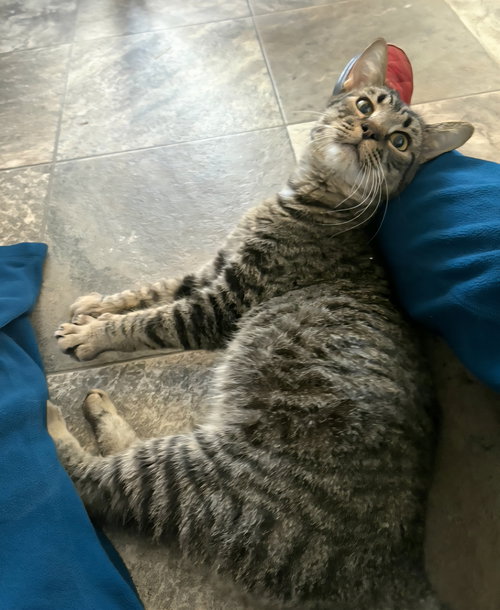 SHAW (FCID# 09/10/2025 - 3) - Tabby available for adoption