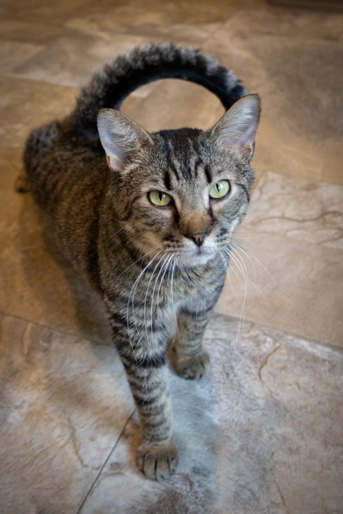 SHAW: FOSTER REQUESTED (FCID# 9/10/25-3 TRAINER) C - Tabby available for adoption