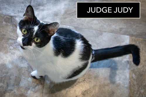 Judge Judy (FCID# 09/22/2025 - 68), an adoptable Domestic Short Hair in Greenville, DE