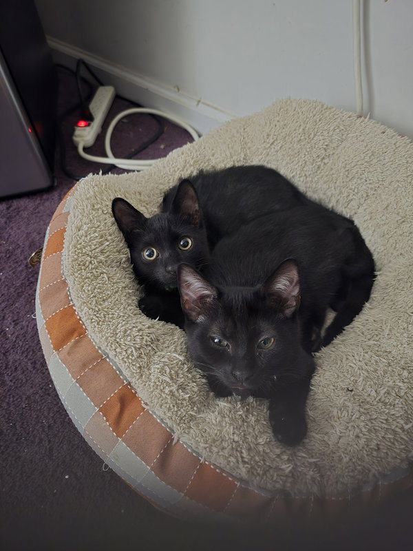 Buddy w/Jaxon, Willow Grove Area (08/19/25-108)