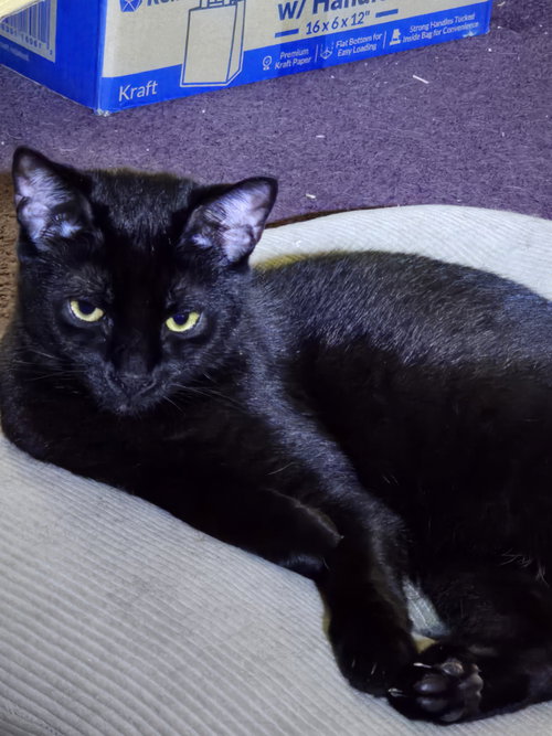 Buddy w/Jaxon, Willow Grove Area (08/19/25-108)