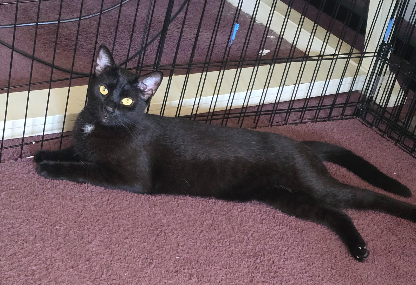 Buddy, Willow Grove Area (08/19/25-108) DC, photo 3