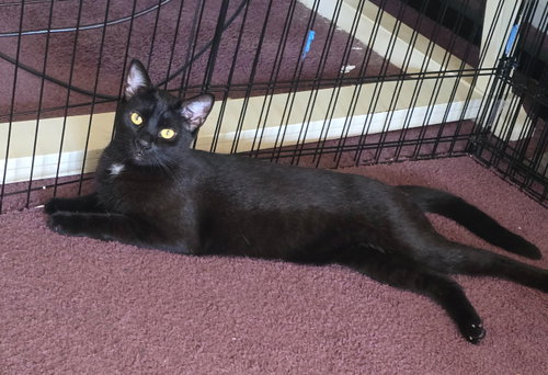 Photo 3 of Buddy, Willow Grove Area (08/19/25-108) DC