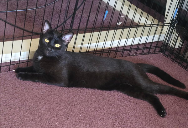 Buddy, Willow Grove Area (08/19/25-108) DC