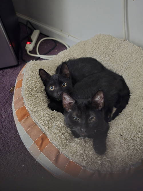Jaxon w/Buddy, Willow Grove Area (08/19/2025-109)