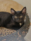 Binky/Binkie Willow Grove Area, (FCID 8/19/25-110) - Photo 1