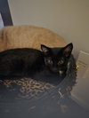 Binky/Binkie Willow Grove Area, (FCID 8/19/25-110) - Photo 2