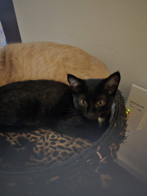 BINKY/BINKIE WILLOW GROVE AREA, (FCID 8/19/25-110) - Domestic Short Hair available for adoption