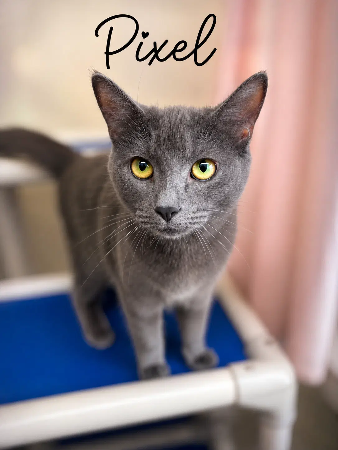 Pixel Willow Grove Pa Fcid  - - Domestic Short Hair