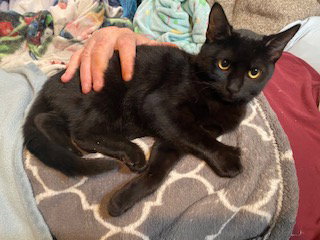 Melba w/Salem (FCID# 09/03/2025 - 7) Image